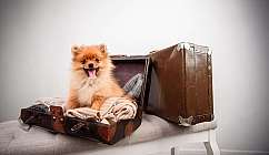 Cagnolino in valigia vintage