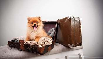 Cagnolino in valigia vintage