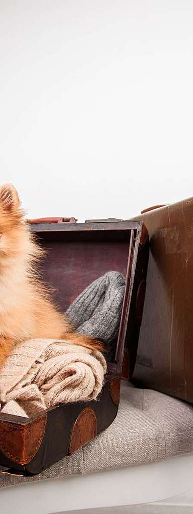 Cagnolino in valigia vintage