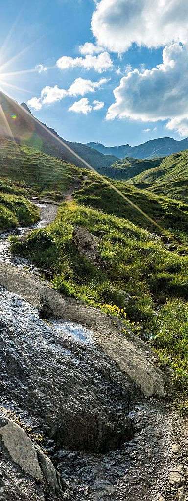 Mountain meadow
